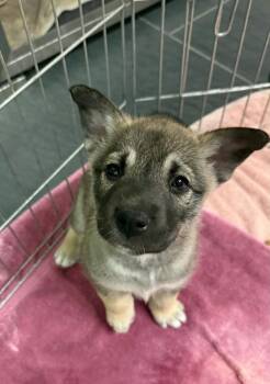 Reba -  Shepherd and Husky Dog for Adoption in Calgary, Alberta - Reba | PetCurious