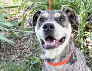Franklin -  Catahoula Leopard Dog and Australian Cattle Dog Blue Heeler Dog for Adoption in Columbus, Indiana - Franklin | PetCurious
