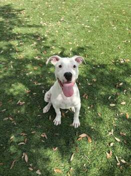 Bubbles - 2 -  Dogo Argentino and Mixed Breed Dog for Adoption in Daytona Beach, Florida - Bubbles - 2 | PetCurious