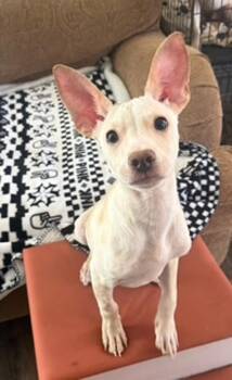 Chihuahua Dogs Available for Adoption in Vancouver, Washington - Nacho | PetCurious
