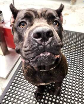 Cane Corso and Mixed Breed Dogs Available for Adoption in Houston, Texas - SILAS | PetCurious