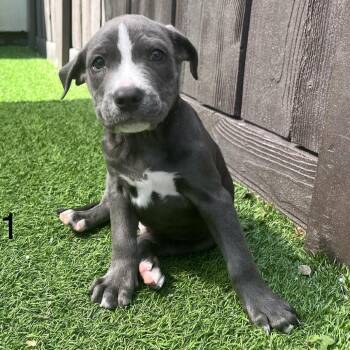 Mixed Breed Dogs Available for Adoption in Loxahatchee Groves, Florida - Blaze 4551 | PetCurious