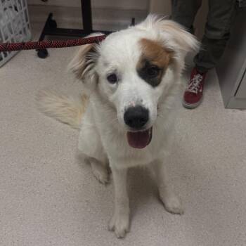 Great Pyrenees and Mixed Breed Dogs Available for Adoption in Murray, Utah - Dennis Cooper | PetCurious