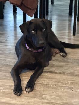 Black Labrador Retriever Dogs Available for Adoption in Penryn, California - Hope | PetCurious