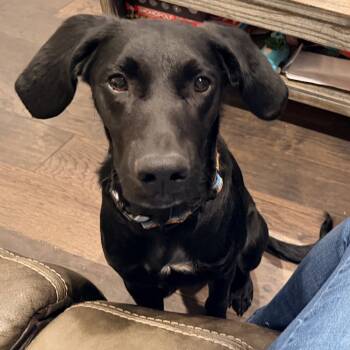 Rescue Border Collie and Anatolian Shepherd Dogs for Adoption in Gordonsville, Tennessee - Dapper Dan | PetCurious