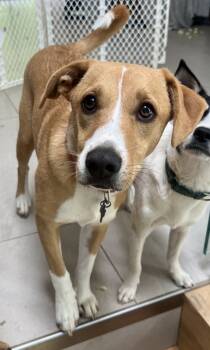 Rescue Feist and Collie Dogs for Adoption in Washington, District Of Columbia - Noelle | PetCurious