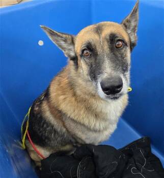 Rescue Mixed Breed Dogs for Adoption in Dallas, Texas - SHEPARD | PetCurious