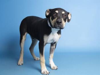 German Shepherd Dog and Mixed Breed Dogs Available for Adoption in Phoenix, Arizona - SNOOT | PetCurious