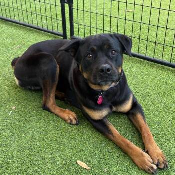 Rottweiler Dogs Available for Adoption - Freya | PetCurious