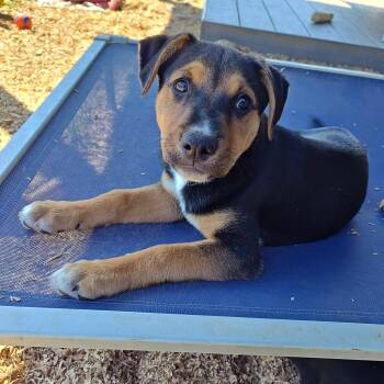 Lily  -  Beagle and Mixed Breed Dog Available for Adoption in Bellingham, Washington - Lily  | PetCurious