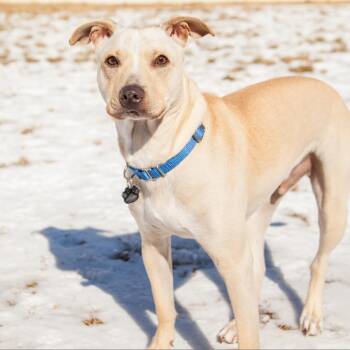 Cocktail Kamikaze (Chile) -  Terrier and Mixed Breed Dog for Adoption in Festus, Missouri - Cocktail Kamikaze (Chile) | PetCurious