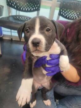 Rescue Mixed Breed Dogs for Adoption in Memphis, Tennessee - Peach | PetCurious