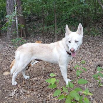Paige -  Husky Dog for Adoption in Pflugerville, Texas - Paige | PetCurious