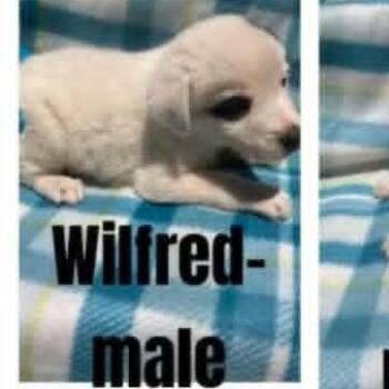 Wilfred -  Australian Shepherd and Mixed Breed Dog for Adoption - Wilfred | PetCurious