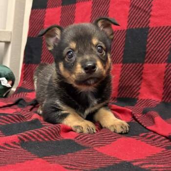 German Shepherd Dog and Rottweiler Dogs Available for Adoption - Hyacinth | PetCurious