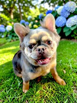 Mikey -  French Bulldog Dog for Adoption in Memphis, Tennessee - Mikey | PetCurious