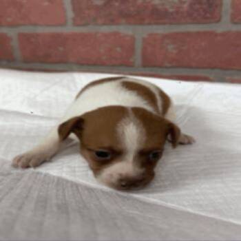 Montrose -  Rat Terrier and Chihuahua Dog for Adoption in Park Row, Texas - Montrose | PetCurious