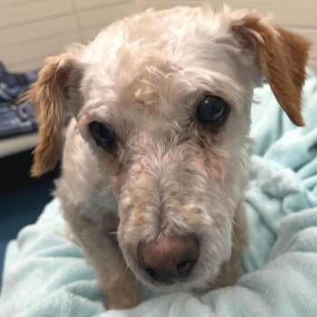 Poodle Dogs Available for Adoption in San Francisco, California - Furlong 14023 | PetCurious