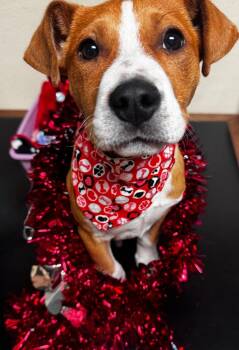 Mixed Breed Dogs Available for Adoption - Gus | PetCurious