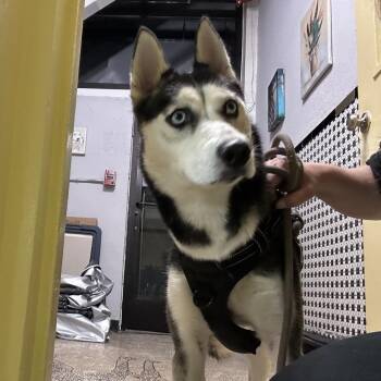 Peach -  Husky Dog for Adoption in Newark, New Jersey - Peach | PetCurious