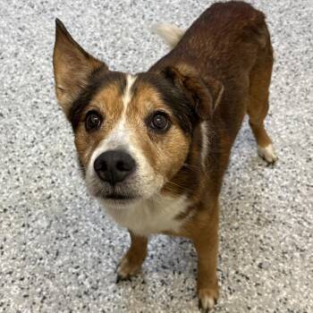 Old Man Peanut -  Australian Cattle Dog Blue Heeler and Mixed Breed Dog for Adoption in Hattiesburg, Mississippi - Old Man Peanut | PetCurious