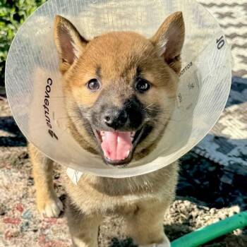 Tango -  Shiba Inu Dog for Adoption in Ottawa Hills, Ohio - Tango | PetCurious