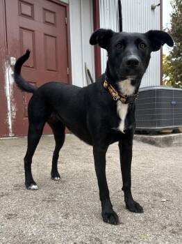 Rescue Border Collie and Labrador Retriever Dogs for Adoption in Lexington, Kentucky - Maggie | PetCurious