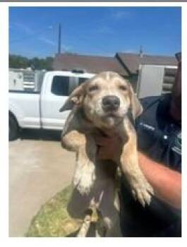 Juniper -  Border Collie and Shepherd Dog for Adoption in Fort Worth, Texas - Juniper | PetCurious