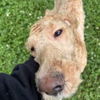 Poodle Dogs Available for Adoption in Circleville, Ohio - Curly Joe | PetCurious