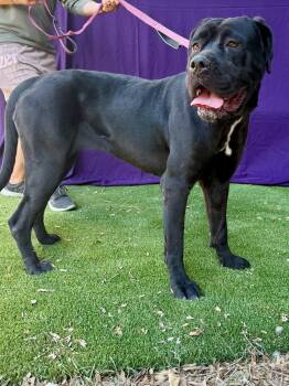 Cane Corso Dogs Available for Adoption in Glendale, Arizona - Raini | PetCurious