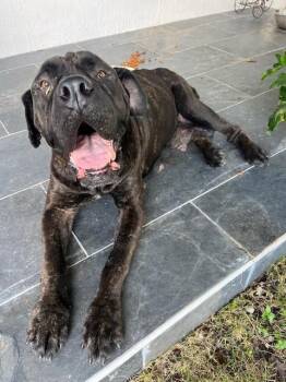 VALERIE -  Mastiff Dog for Adoption in Doral, Florida - VALERIE | PetCurious