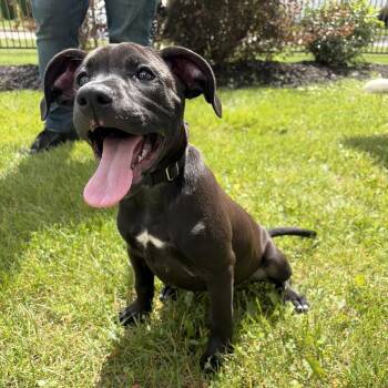 Gwen -  Mixed Breed Dog for Adoption in Canal Winchester, Ohio - Gwen | PetCurious