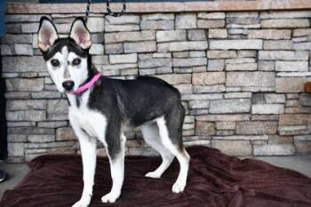 Delores -  Siberian Husky and Mixed Breed Dog for Adoption in Yakima, Washington - Delores | PetCurious