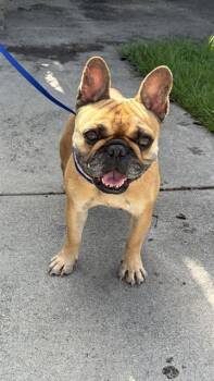 DANDELION -  French Bulldog Dog for Adoption in Long Beach, California - DANDELION | PetCurious