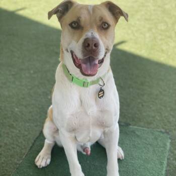 Kenny -  Pit Bull Terrier and Mixed Breed Dog for Adoption in Riverside, California - Kenny | PetCurious