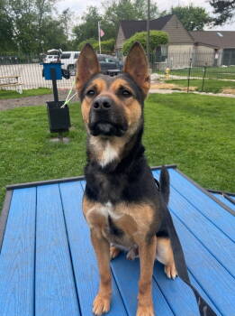 Rescue German Shepherd Dog Dogs for Adoption in Island Lake, Illinois - Frankie | PetCurious