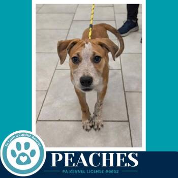 Peaches 100326 -  Cattle Dog Dog for Adoption in Kimberton, Pennsylvania - Peaches 100326 | PetCurious