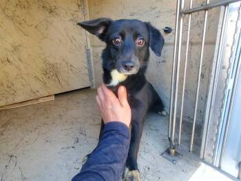 NUGGET -  Chihuahua and Mixed Breed Dog for Adoption in Rowlett, Texas - NUGGET | PetCurious