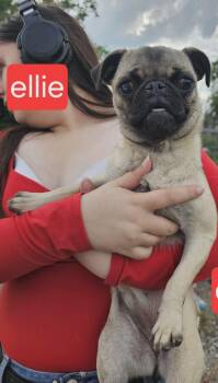 Ellie -  Pug Dog for Adoption in Fort Worth, Texas - Ellie | PetCurious