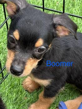Rescue Chihuahua and Terrier Dogs for Adoption in Albuquerque, New Mexico - Boomer | PetCurious