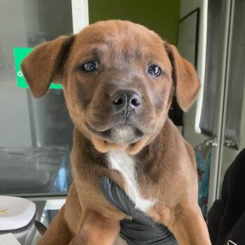 Mixed Breed Dogs Available for Adoption - Buckwheat | PetCurious