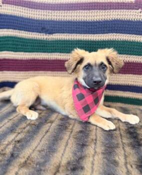German Shepherd Dog Dogs Available for Adoption in Sedalia, Colorado - Cash | PetCurious