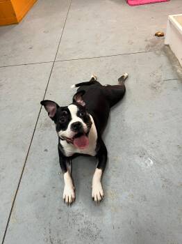 Parmasian -  American Bully Dog for Adoption in Lincoln Park, Michigan - Parmasian | PetCurious