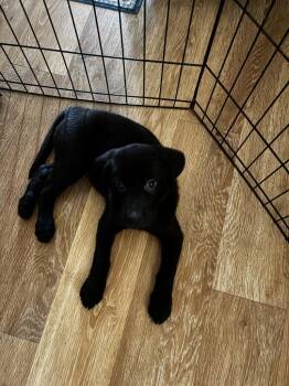 Allison -  Black Labrador Retriever Dog for Adoption in Phoenix, Arizona - Allison | PetCurious