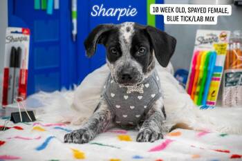 Sharpie -  Labrador Retriever and Hound Dog for Adoption in Sevierville, Tennessee - Sharpie | PetCurious