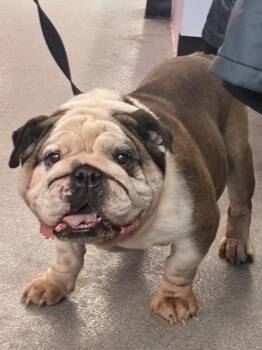 Mixed Breed Dogs Available for Adoption - Hagrid | PetCurious