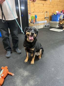 Gemma -  Rottweiler and German Shepherd Dog Dog for Adoption in Lisle, Ontario - Gemma | PetCurious