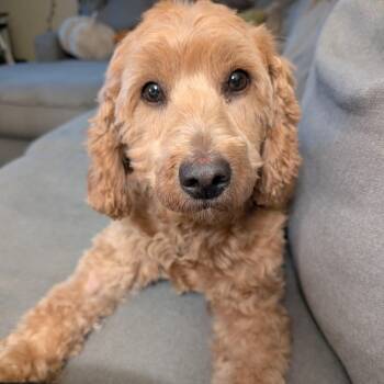 Stella -  Golden Retriever and Miniature Poodle Dog for Adoption in Cincinnati, Ohio - Stella | PetCurious