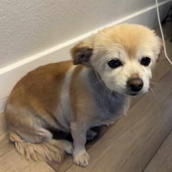Rescue Pomeranian and Mixed Breed Dogs for Adoption in Las Vegas, Nevada - Nita F NV | PetCurious