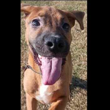 Rescue Boxer Dogs for Adoption in Corsicana, Texas - Phineas P45750 | PetCurious